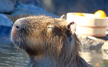 伊豆シャボテン公園